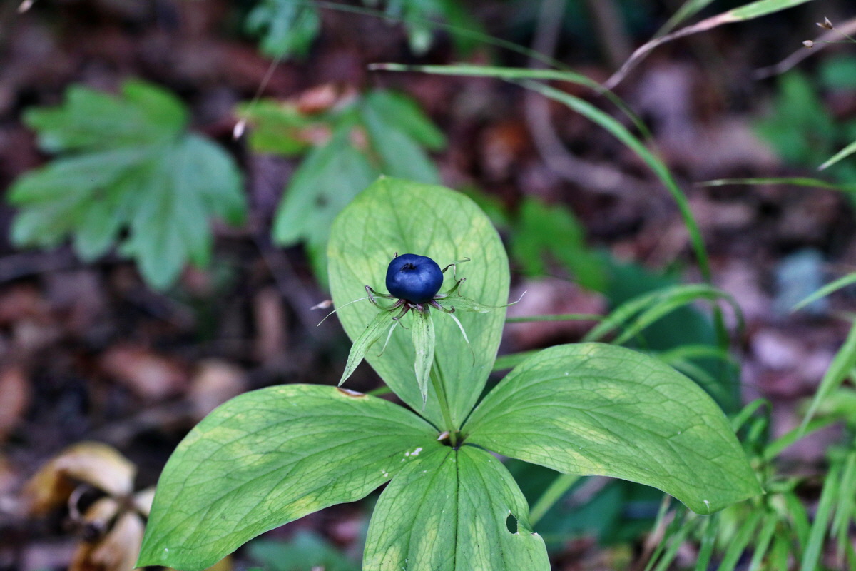 IMG-2015-07-31-00007090p_Bildgr��e �ndern