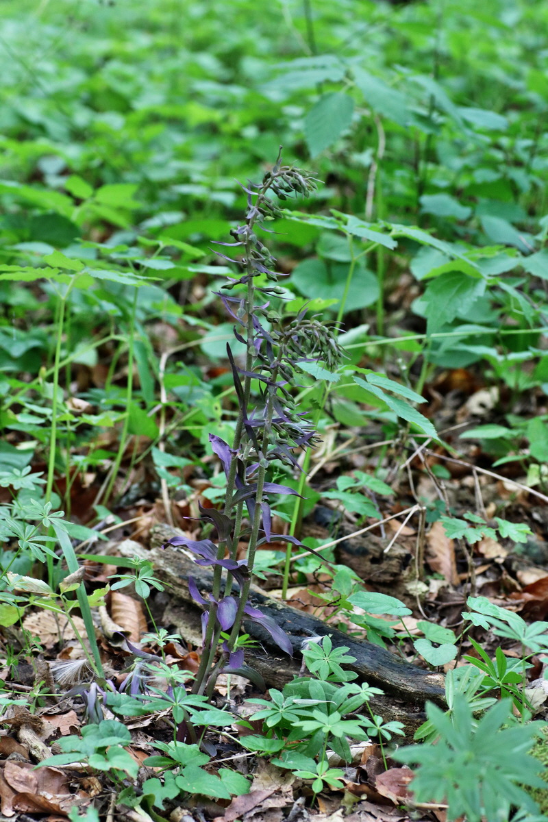 IMG-2015-07-31-00007096p1_Bildgr��e �ndern1