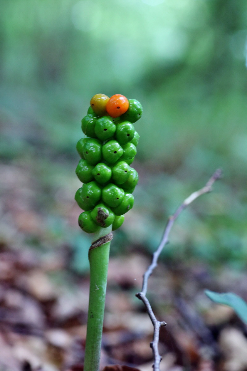 IMG-2015-07-31-00007129p_Bildgr��e �ndern