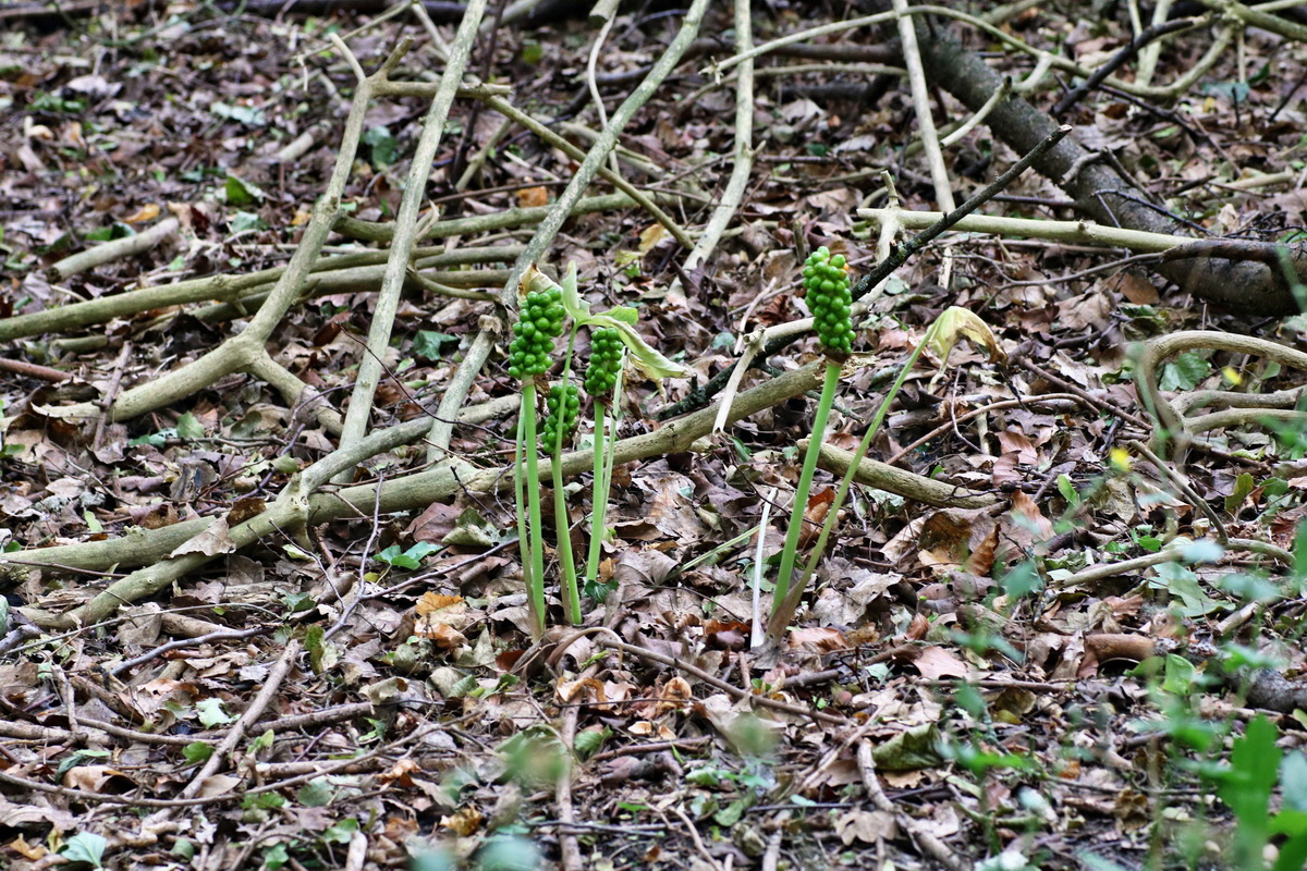 IMG-2015-07-31-00007135p_Bildgr��e �ndern