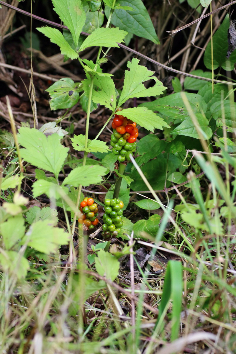 IMG-2015-07-31-00007174p_Bildgr��e �ndern