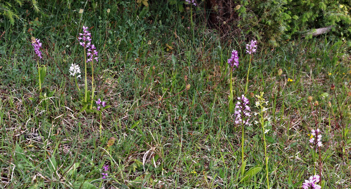 [Group 7]-IMG-2015-06-01-00005328_IMG-2015-06-01-00005335-4 imagesp_Bildgr��e �ndern