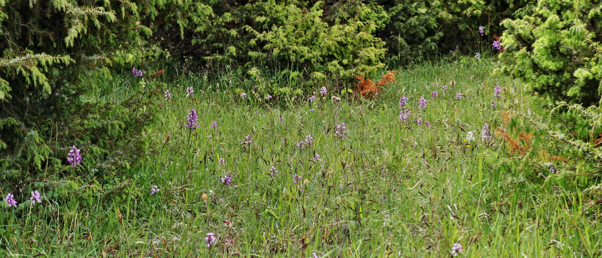 [Group 7]-IMG-2015-06-01-00005466_IMG-2015-06-01-00005469-2 imagesp_Bildgr��e �ndern