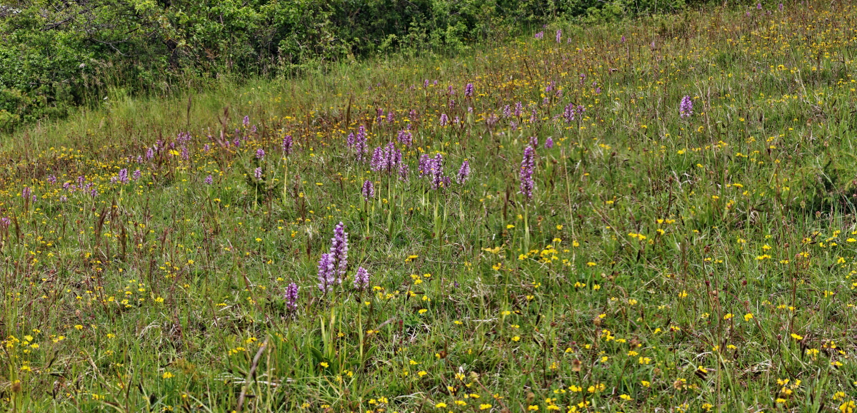 [Group 7]-IMG-2015-06-01-00005476_IMG-2015-06-01-00005504-11 mihni