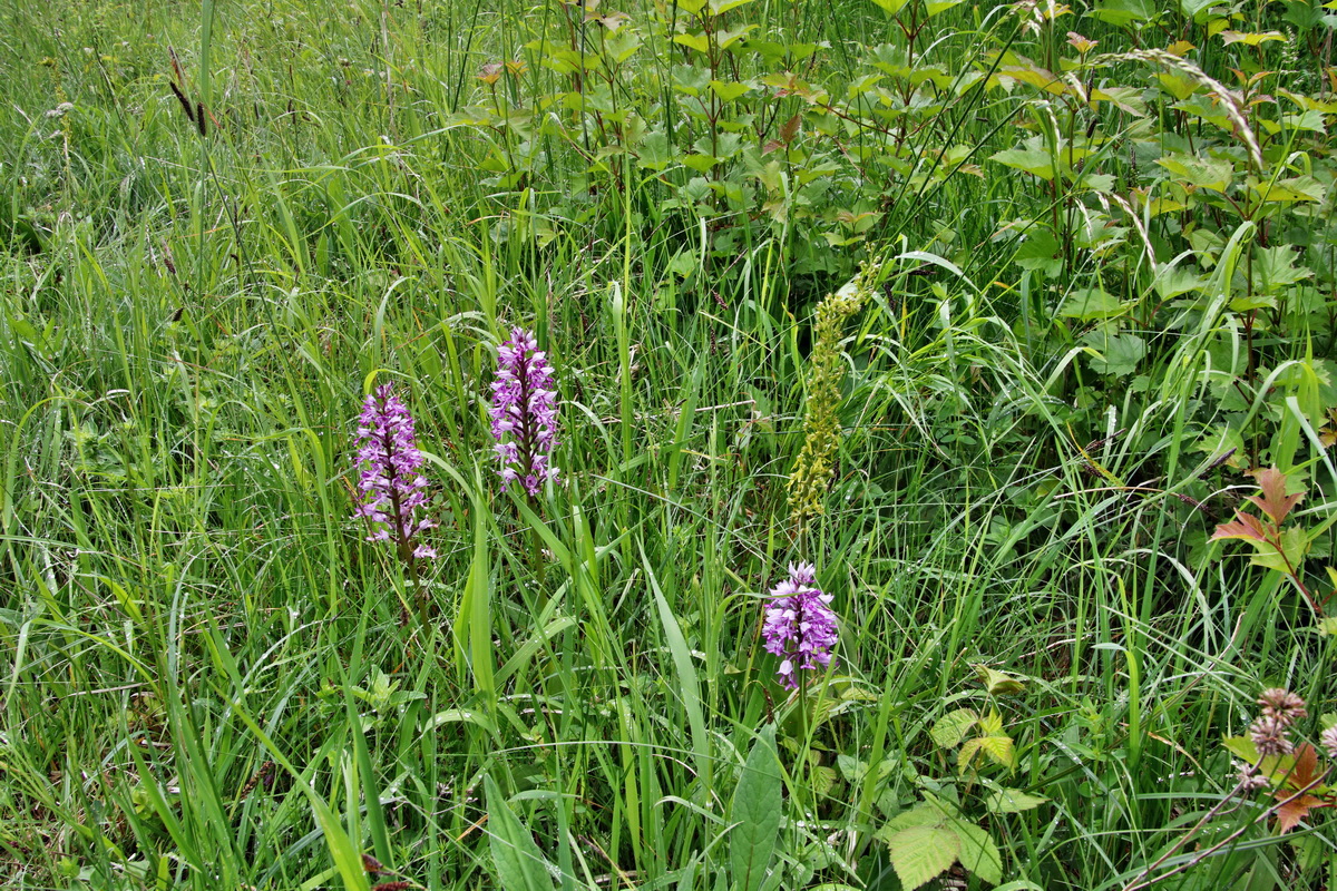 IMG-2015-06-01-00005210p_Bildgr��e �ndern