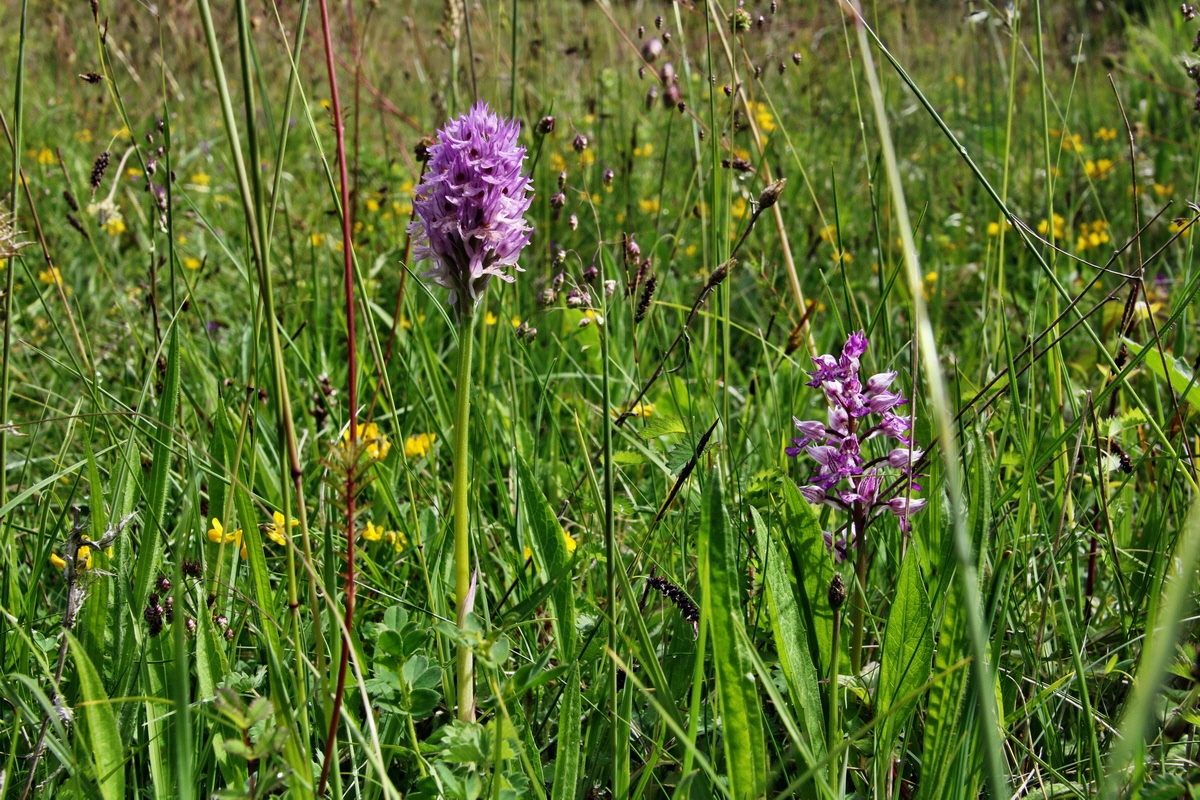 IMG-2015-06-01-00005221p_Bildgr��e �ndern