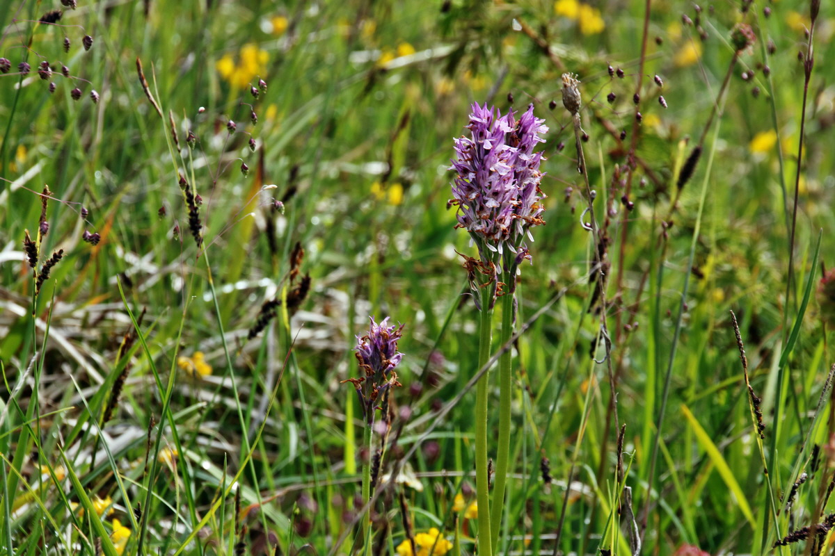 IMG-2015-06-01-00005246p_Bildgr��e �ndern