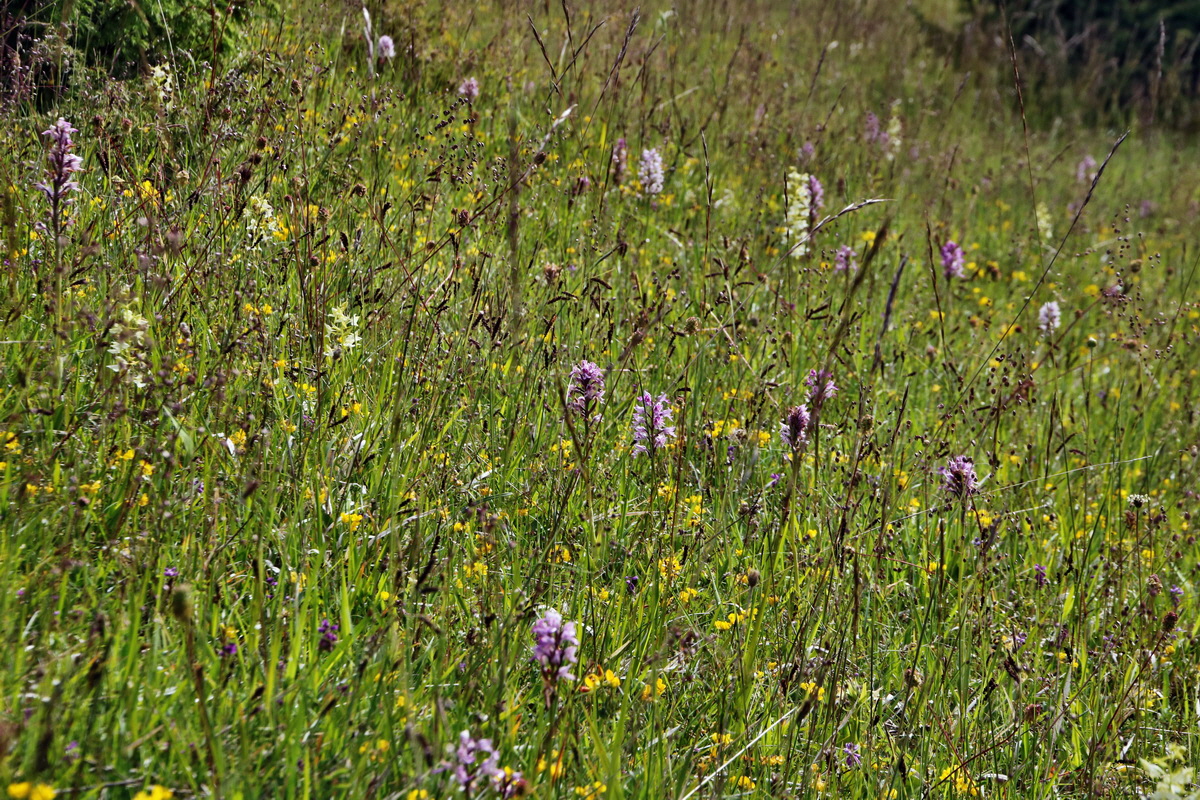 IMG-2015-06-01-00005250p_Bildgr��e �ndern