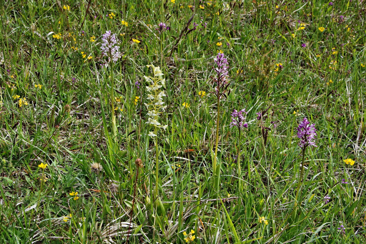 IMG-2015-06-01-00005262p_Bildgr��e �ndern