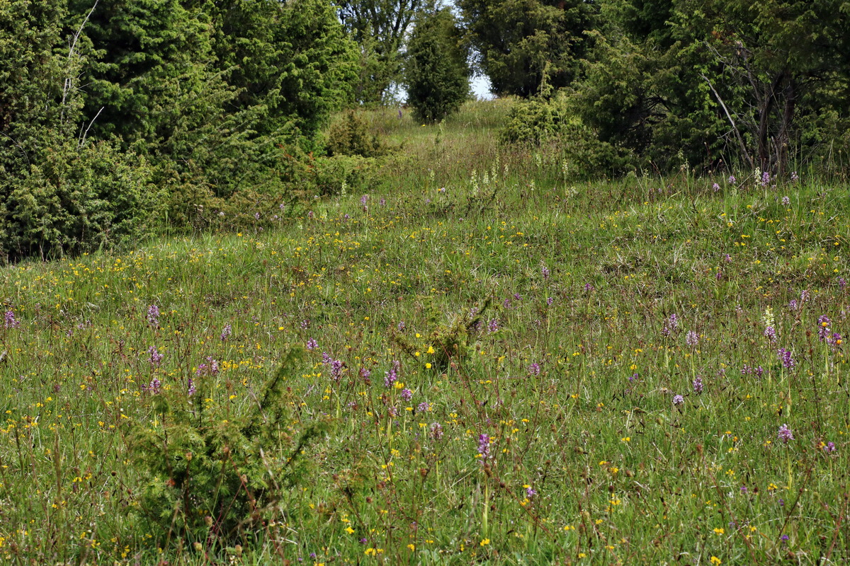 IMG-2015-06-01-00005278p_Bildgr��e �ndern