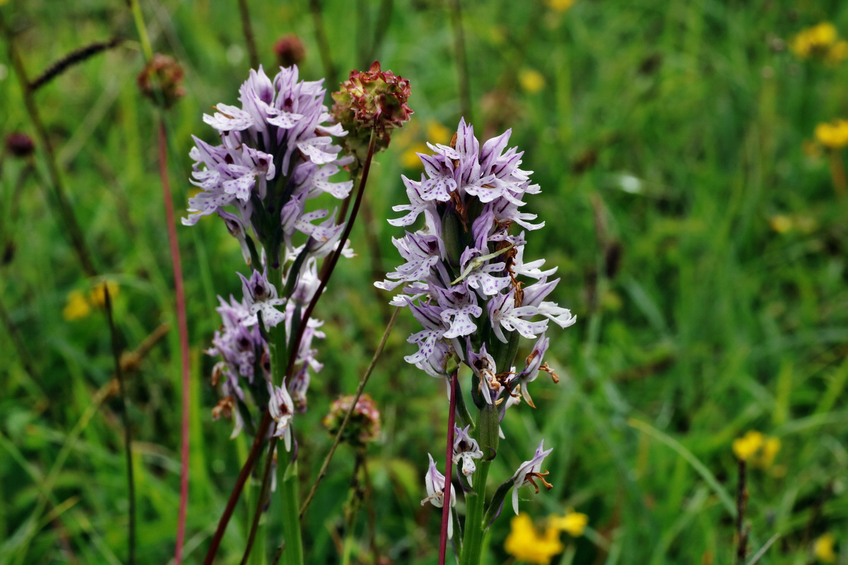 IMG-2015-06-01-00005287p_Bildgr��e �ndern