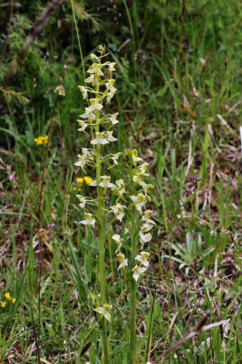 IMG-2015-06-01-00005300p_Bildgr��e �ndern