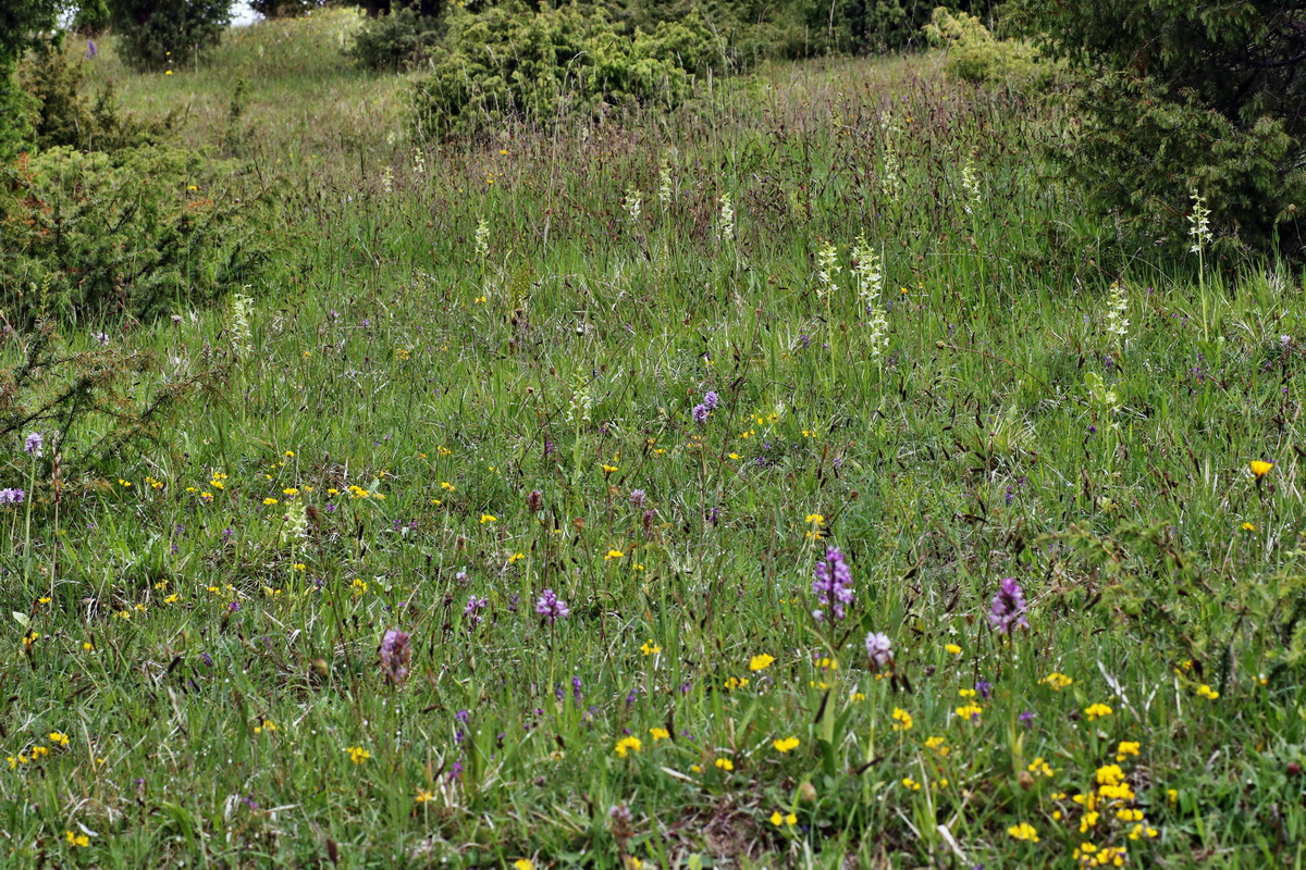 IMG-2015-06-01-00005308p_Bildgr��e �ndern