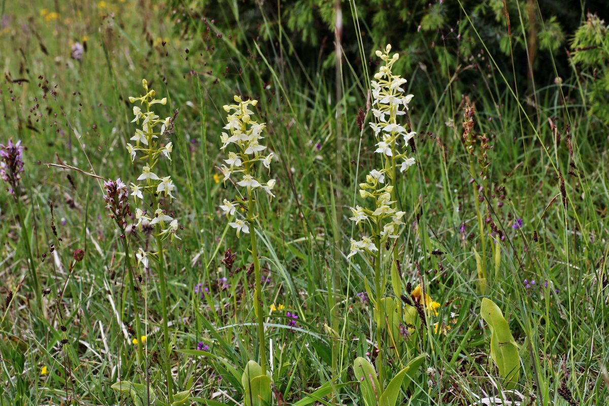 IMG-2015-06-01-00005310p_Bildgr��e �ndern