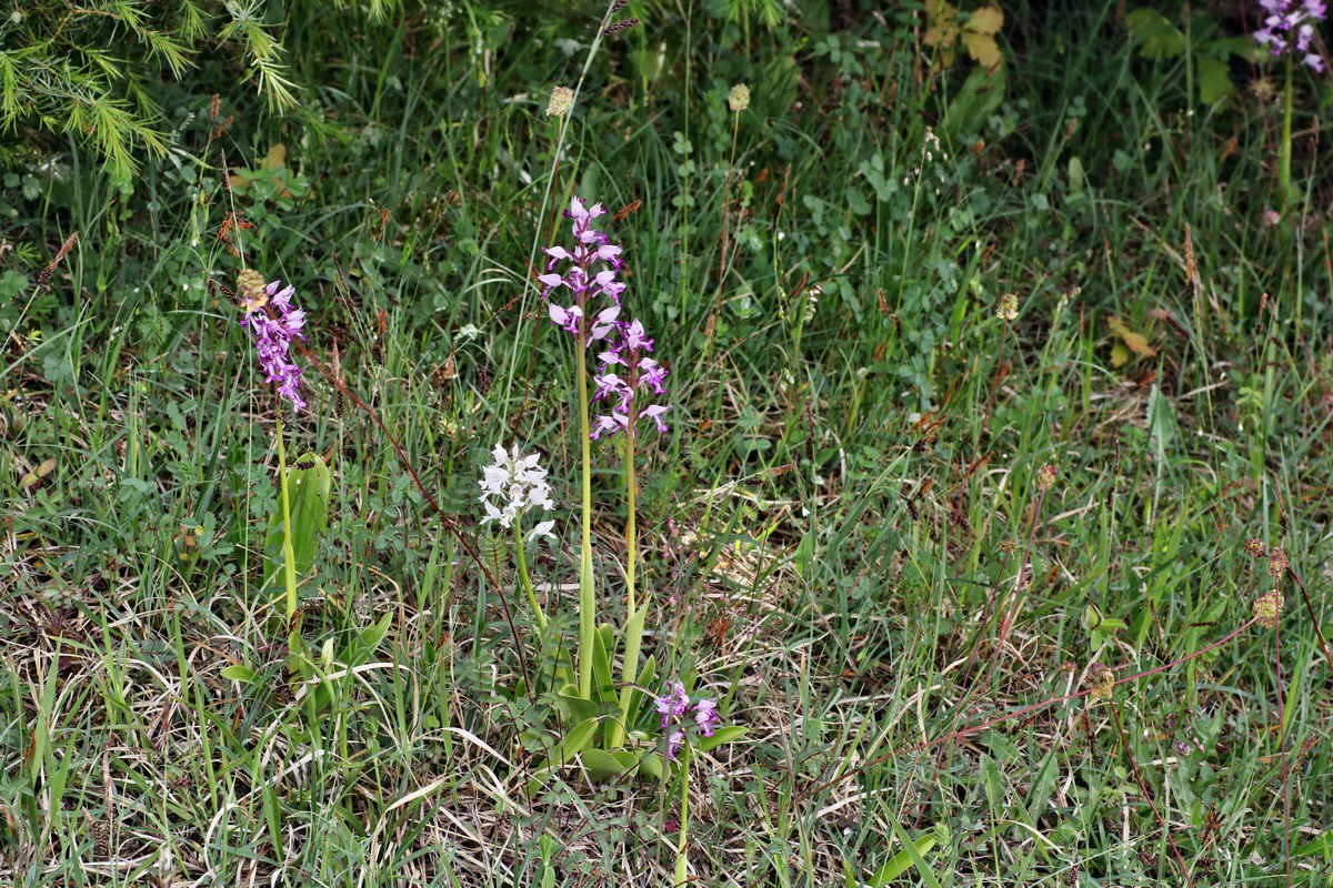 IMG-2015-06-01-00005328p_Bildgr��e �ndern