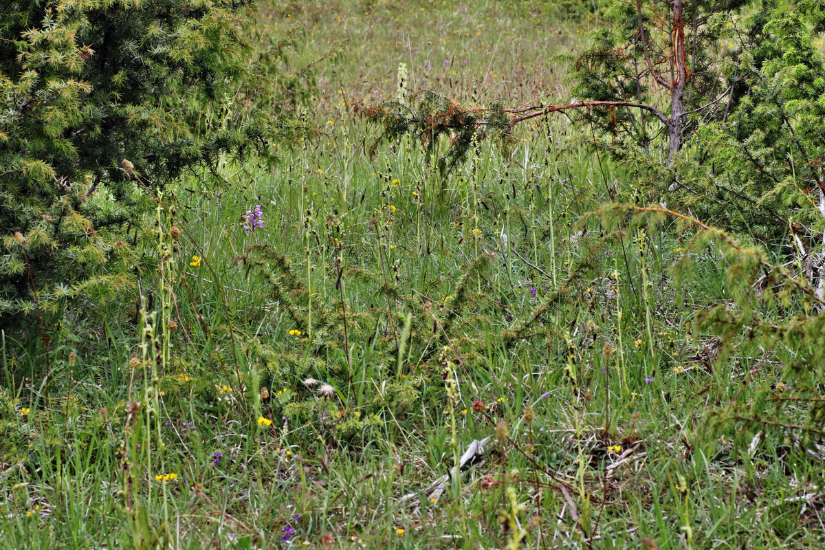 IMG-2015-06-01-00005384p_Bildgr��e �ndern