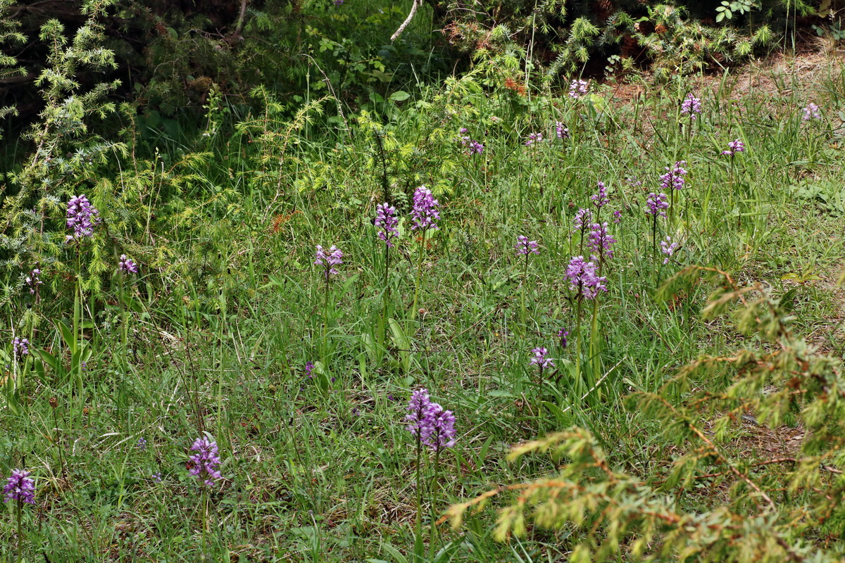 IMG-2015-06-01-00005417p_Bildgr��e �ndern