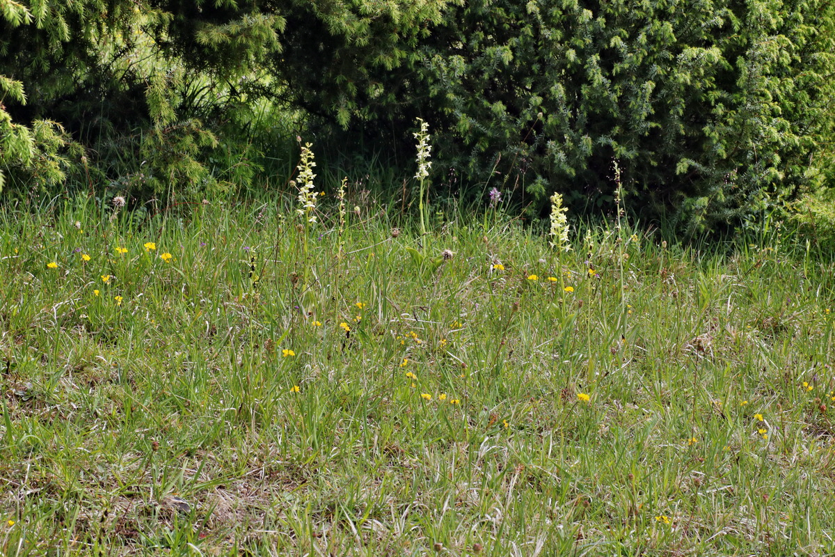 IMG-2015-06-01-00005420p_Bildgr��e �ndern