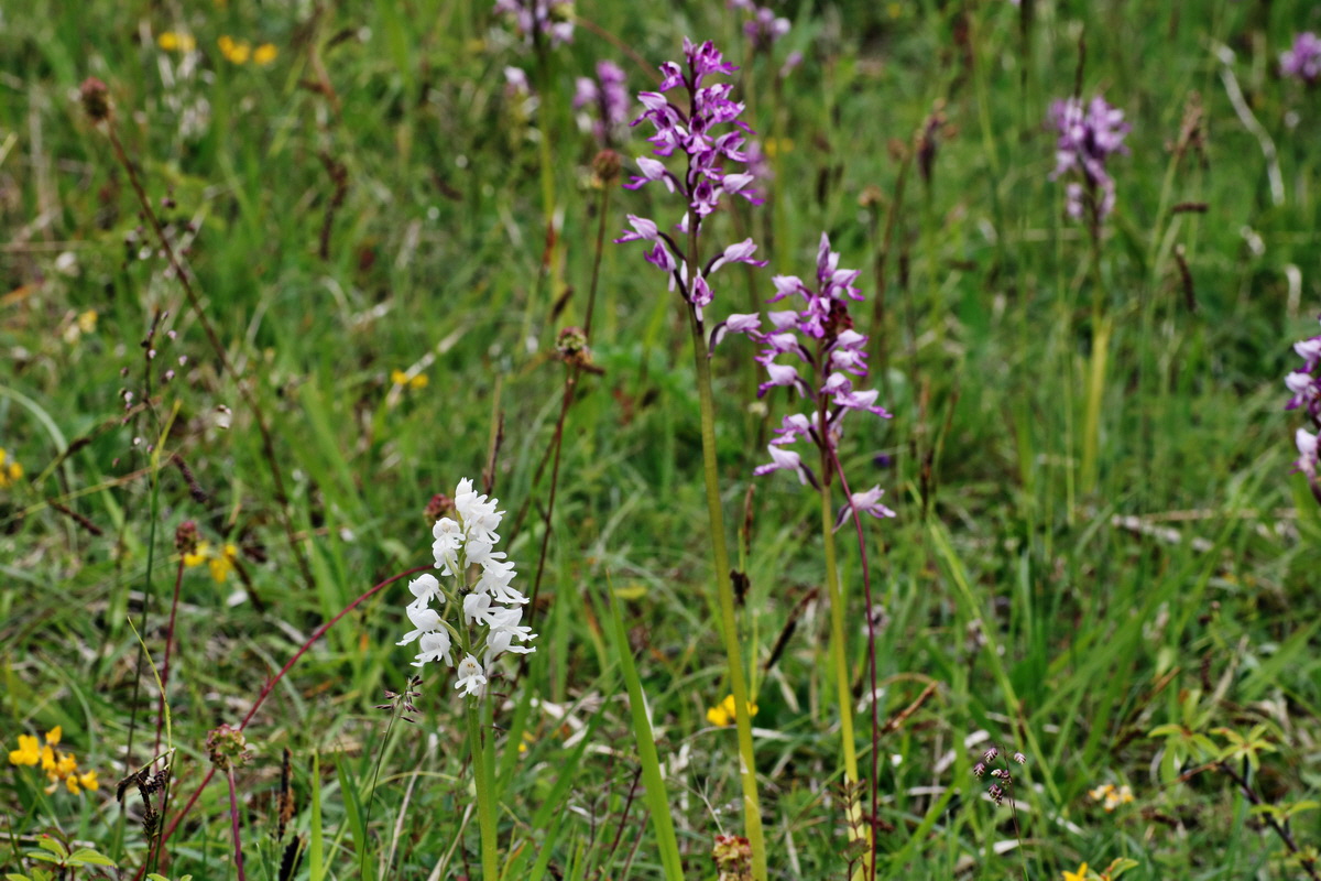 IMG-2015-06-01-00005436p_Bildgr��e �ndern