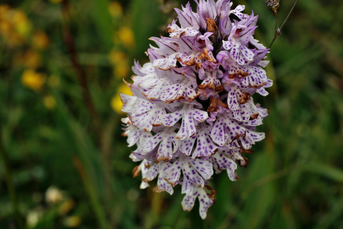 IMG-2015-06-01-00005452p_Bildgr��e �ndern