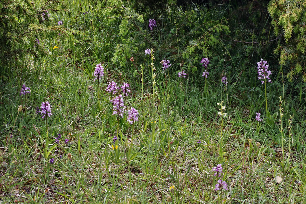 IMG-2015-06-01-00005453p_Bildgr��e �ndern