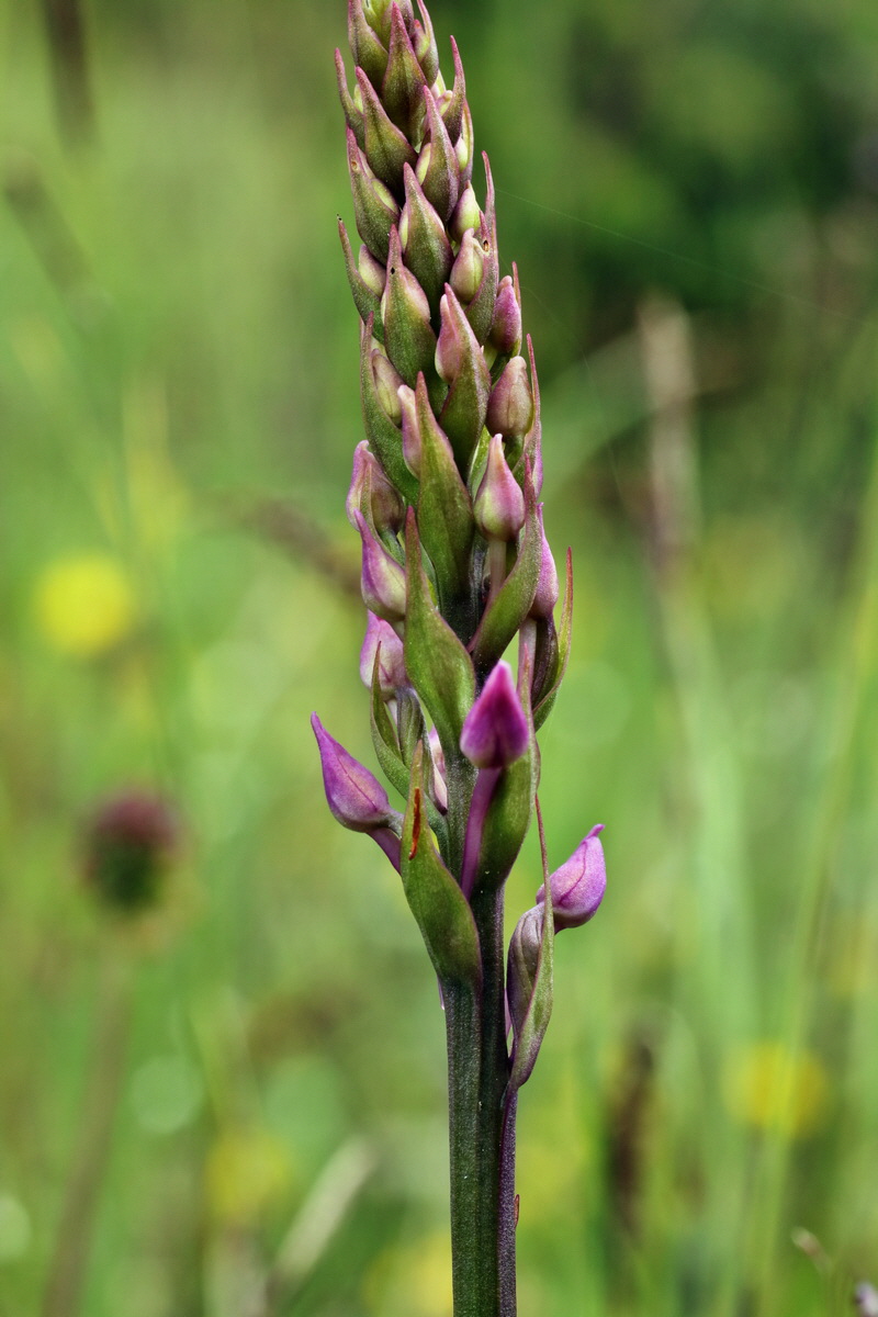 IMG-2015-06-01-00005474p_Bildgr��e �ndern