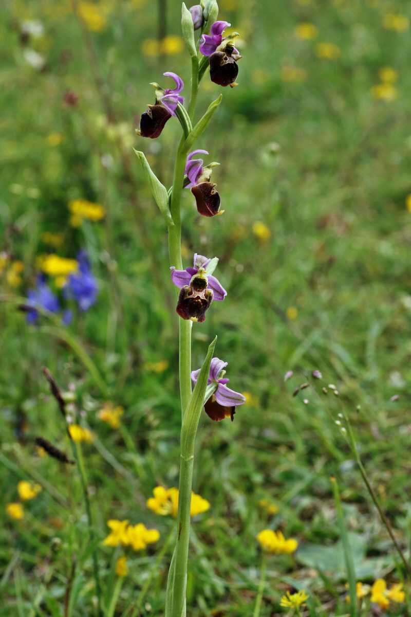 IMG-2015-06-01-00005555p_Bildgr��e �ndern