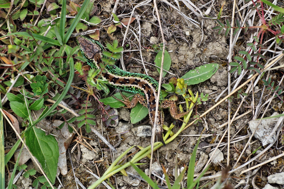 IMG-2015-06-01-00005688p_Bildgr��e �ndern