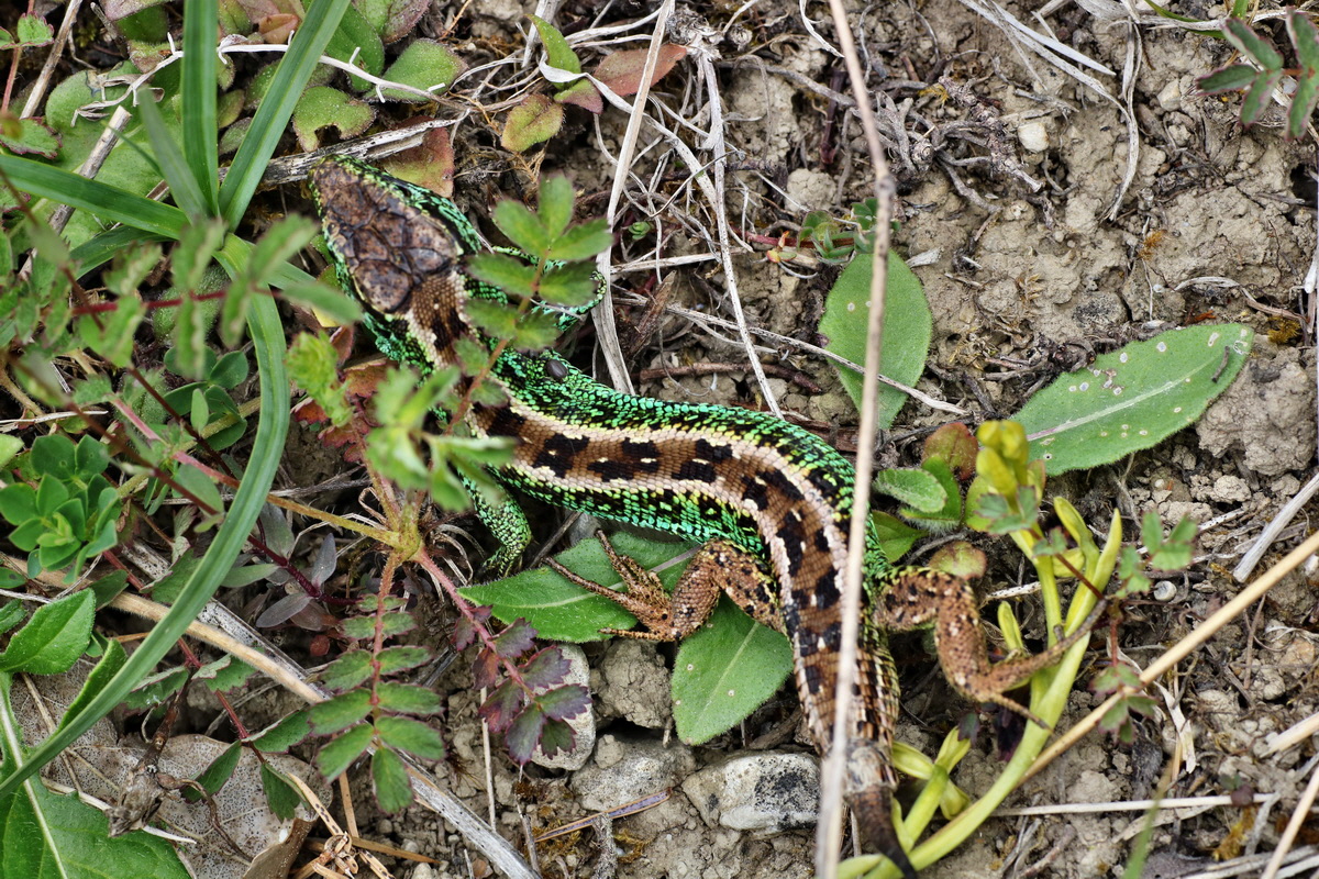 IMG-2015-06-01-00005693p_Bildgr��e �ndern