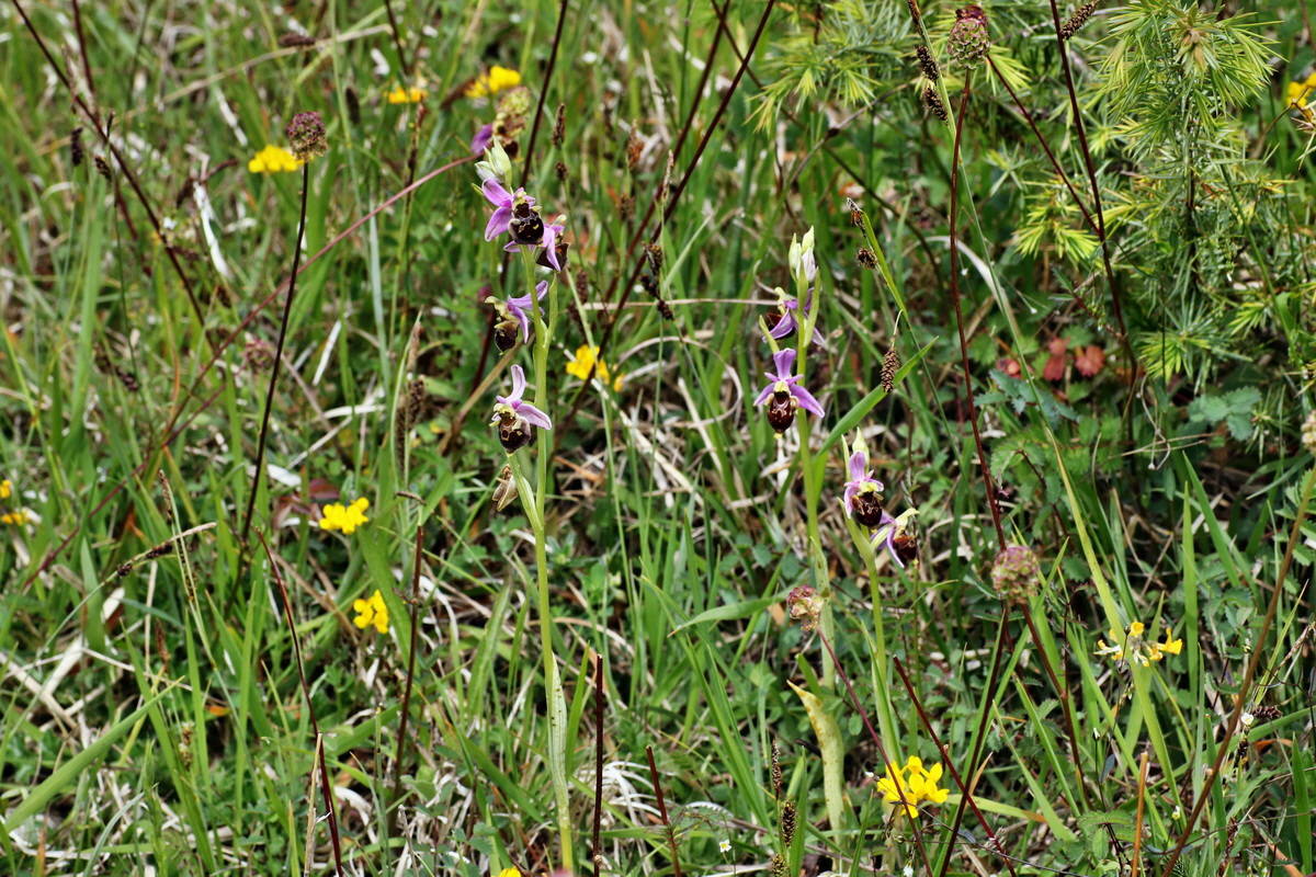 IMG-2015-06-01-00005699p_Bildgr��e �ndern