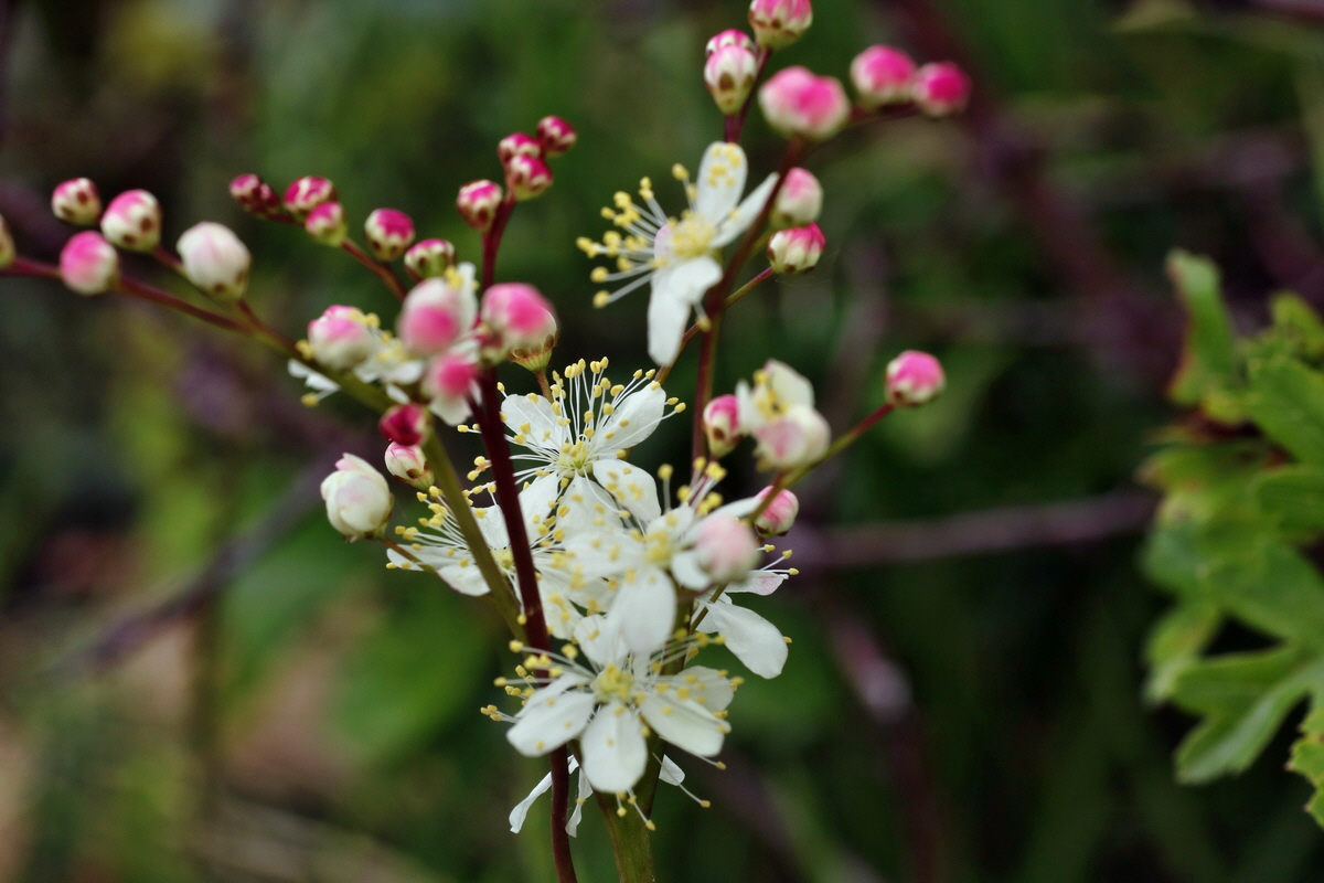 IMG-2015-06-03-00005740p_Bildgr��e �ndern