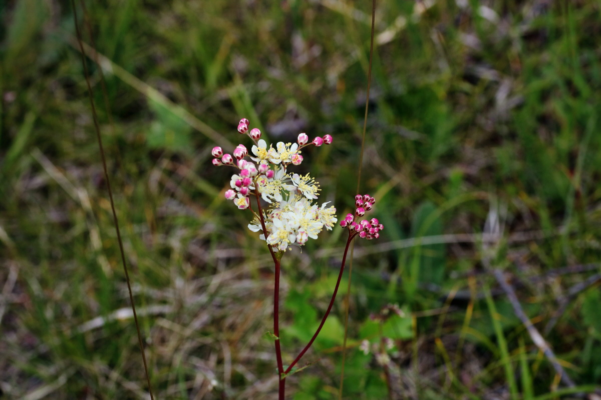 IMG-2015-06-03-00005763p_Bildgr��e �ndern