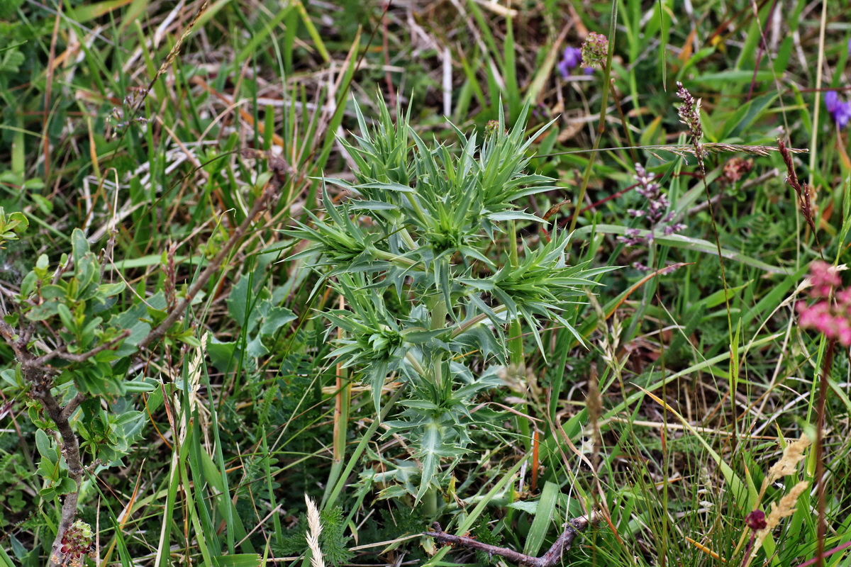 IMG-2015-06-03-00005765p_Bildgr��e �ndern