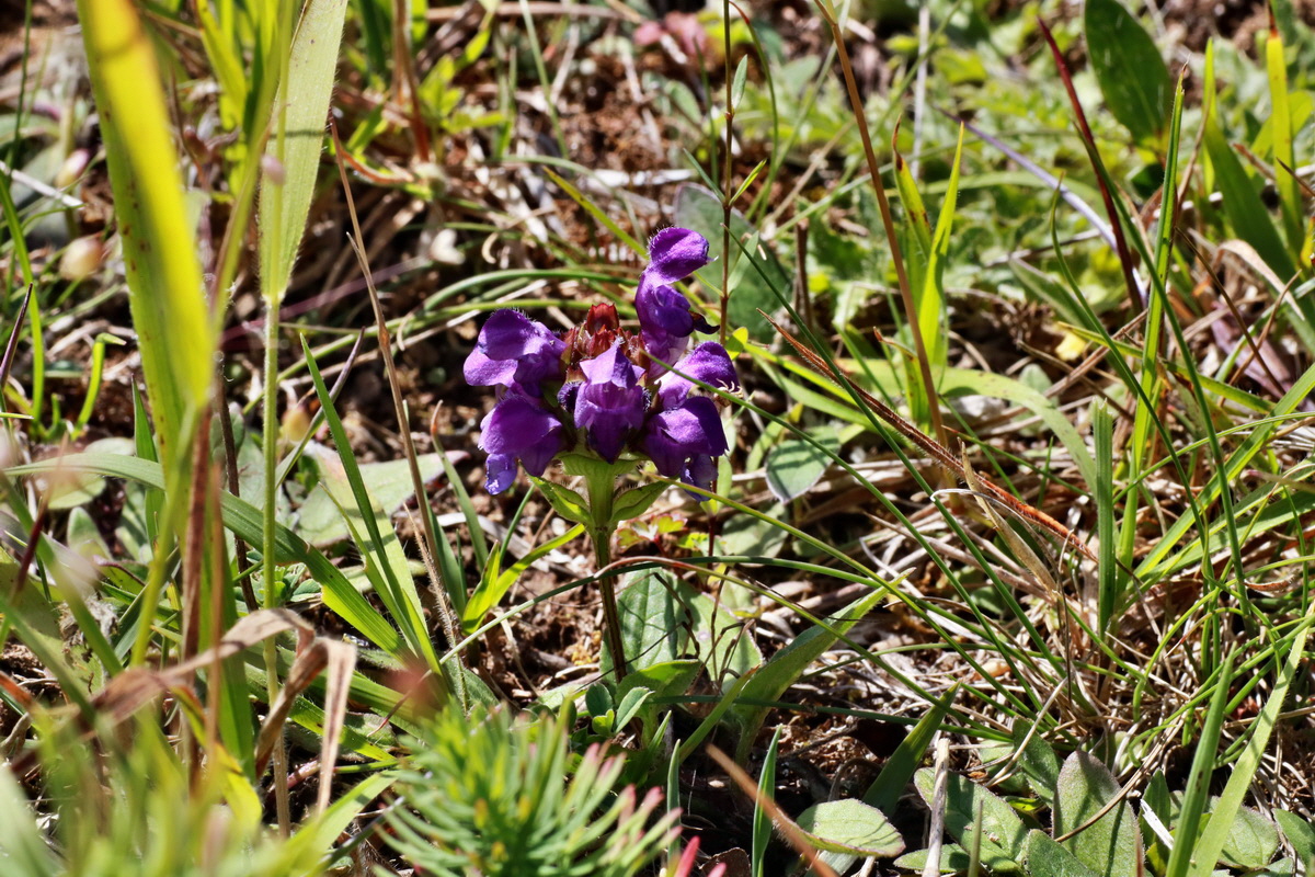 IMG-2015-06-28-00005911p_Bildgr��e �ndern