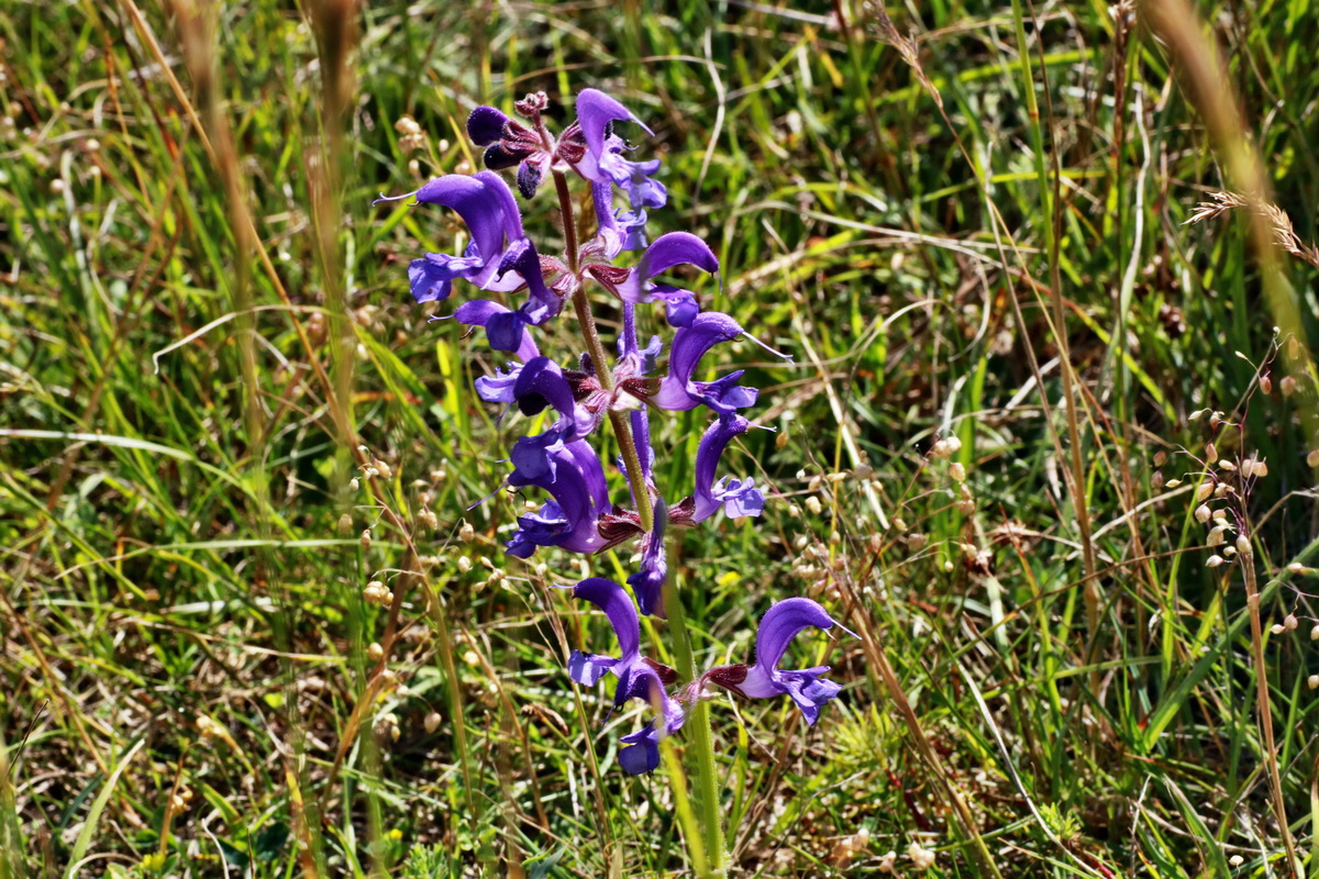 IMG-2015-06-28-00005953p_Bildgr��e �ndern