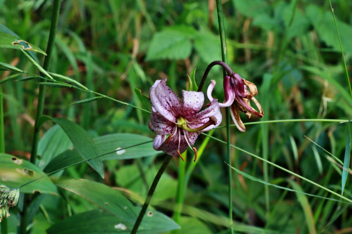 IMG-2015-06-28-00005981p_Bildgr��e �ndern