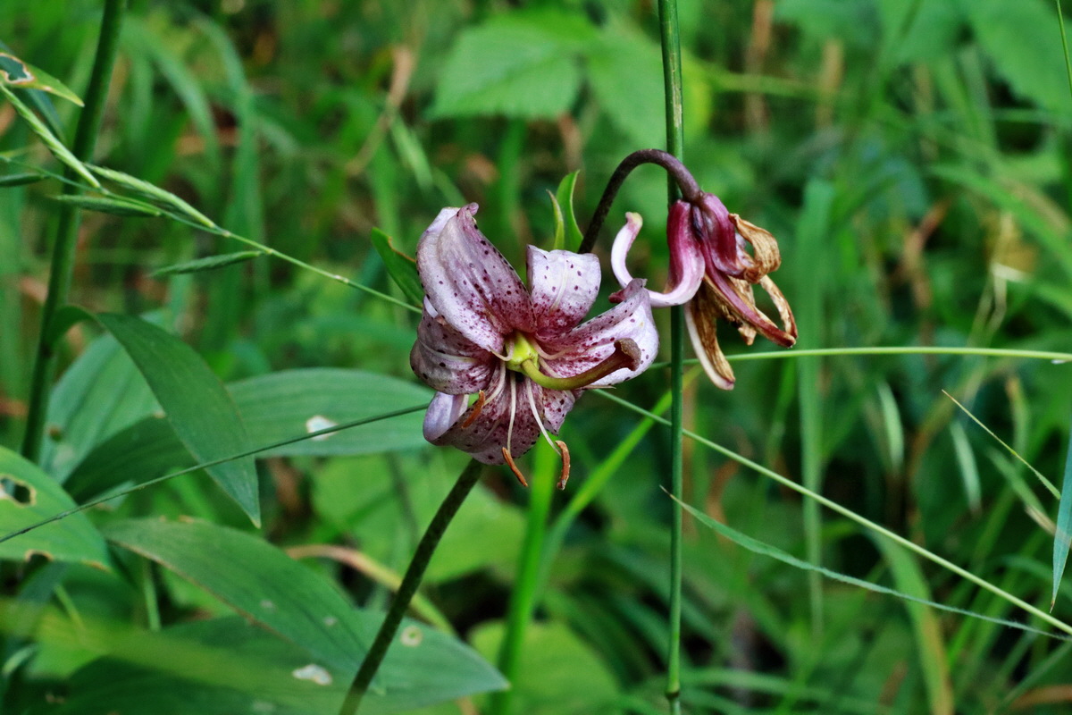 IMG-2015-06-28-00005986p_Bildgr��e �ndern