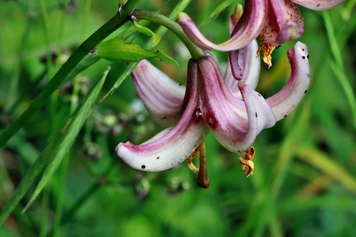 IMG-2015-06-28-00005989p_Bildgr��e �ndern