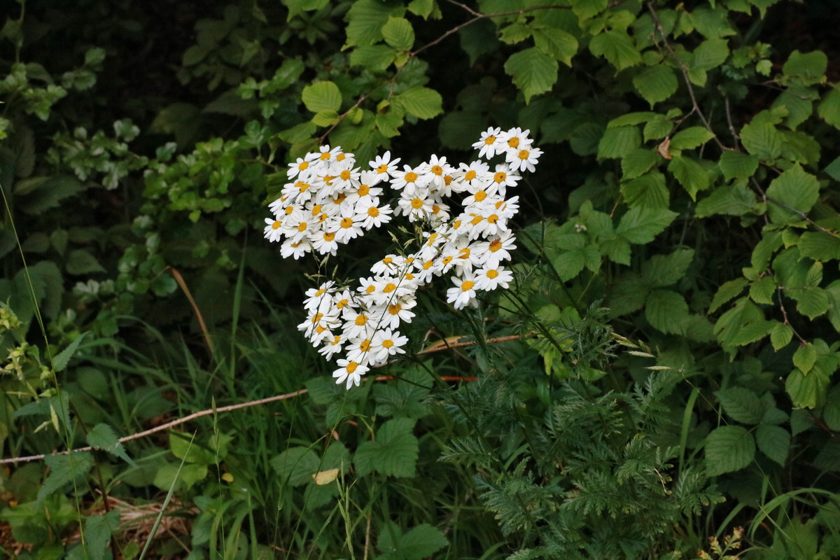 IMG-2015-06-28-00006004p_Bildgr��e �ndern