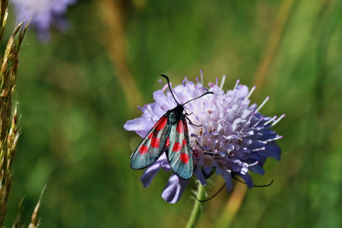 IMG-2015-06-28-00006076p_Bildgr��e �ndern