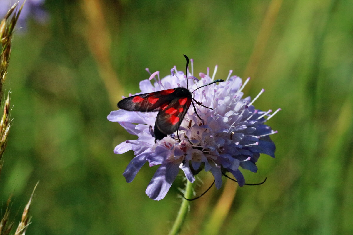 IMG-2015-06-28-00006082p_Bildgr��e �ndern