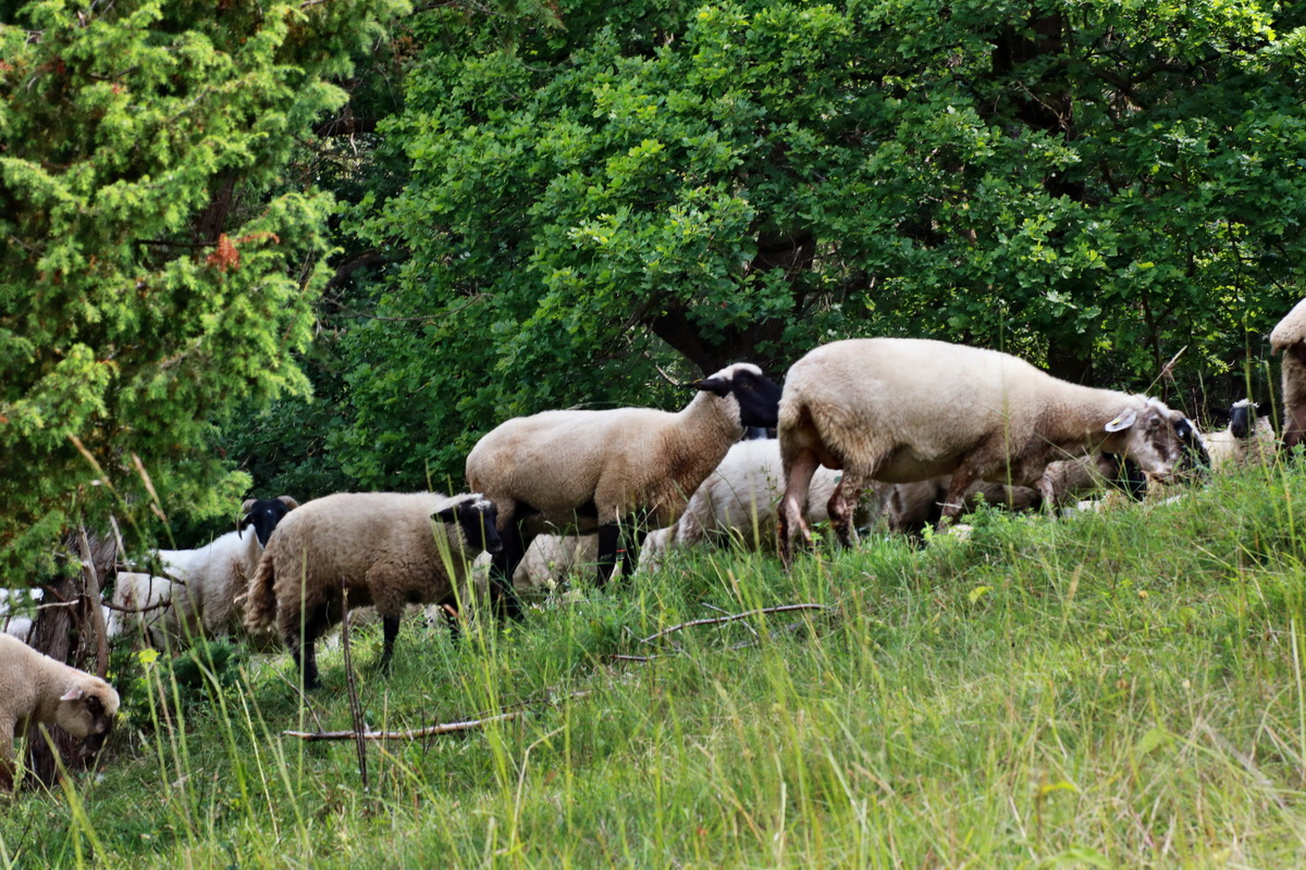 IMG-2015-06-29-00006103p_Bildgr��e �ndern