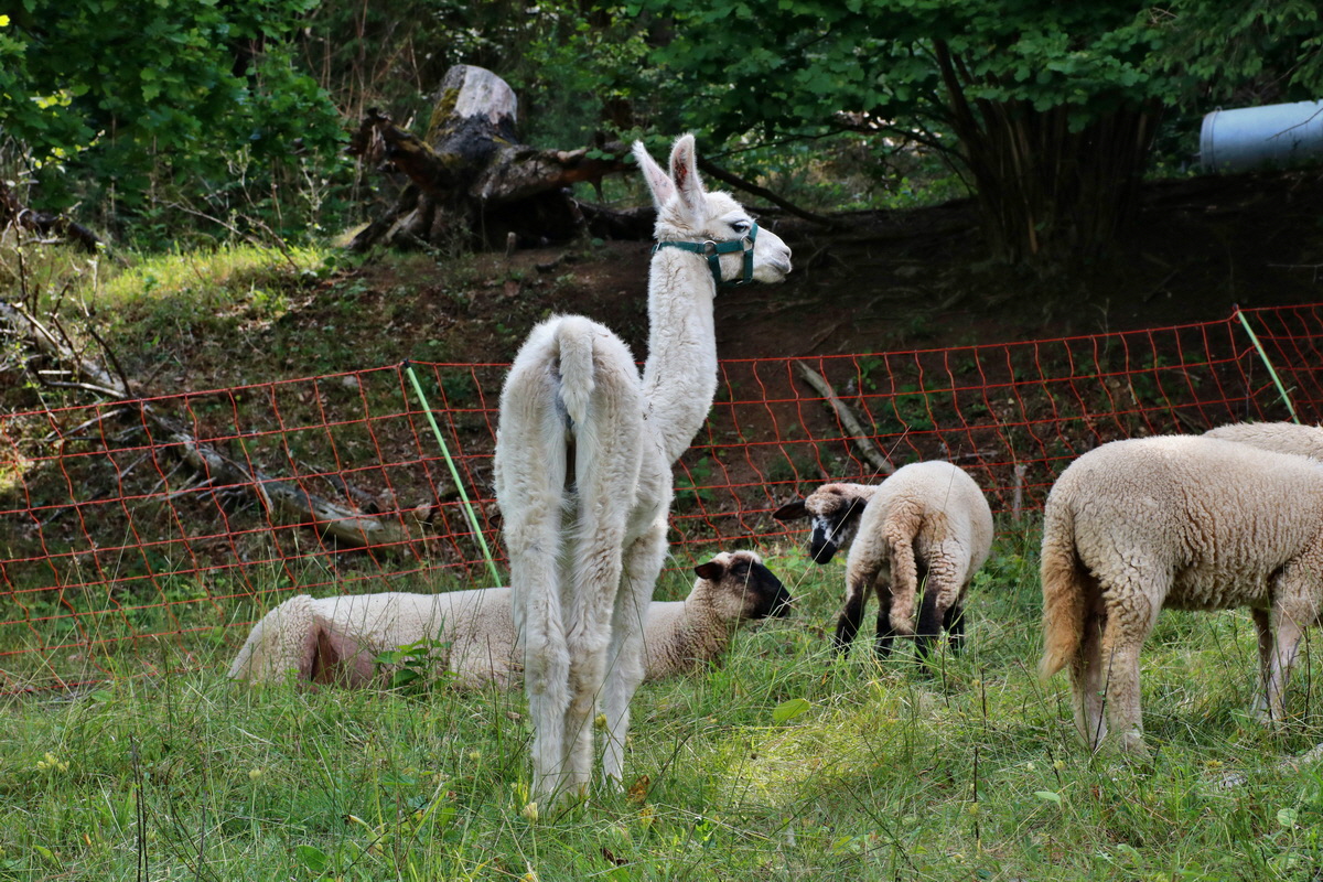 IMG-2015-06-29-00006105p_Bildgr��e �ndern