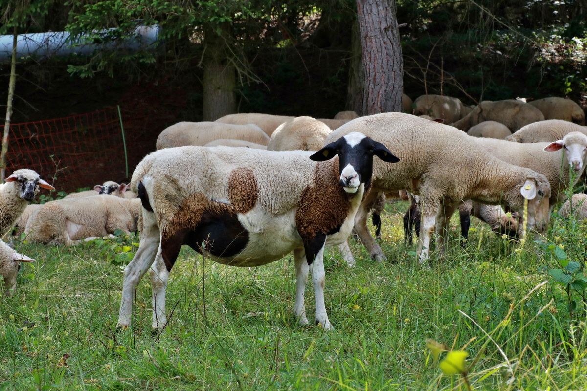 IMG-2015-06-29-00006108p_Bildgr��e �ndern