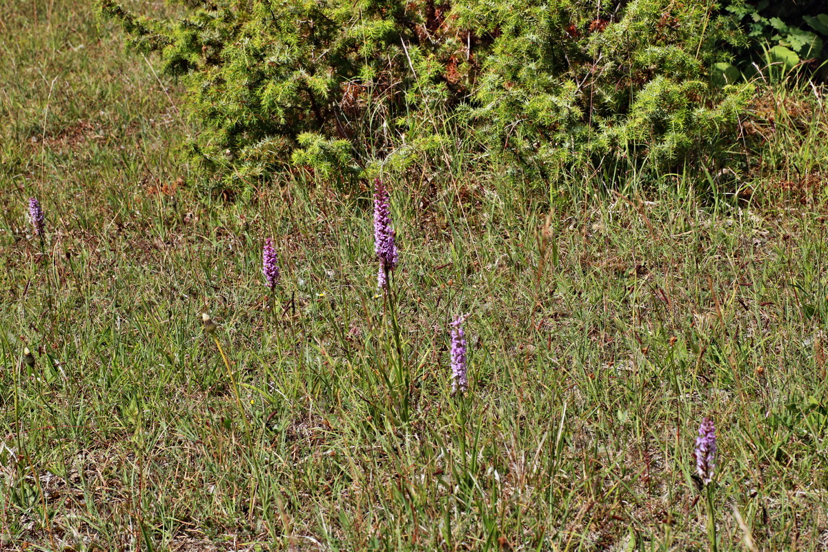 IMG-2015-06-29-00006166p_Bildgr��e �ndern