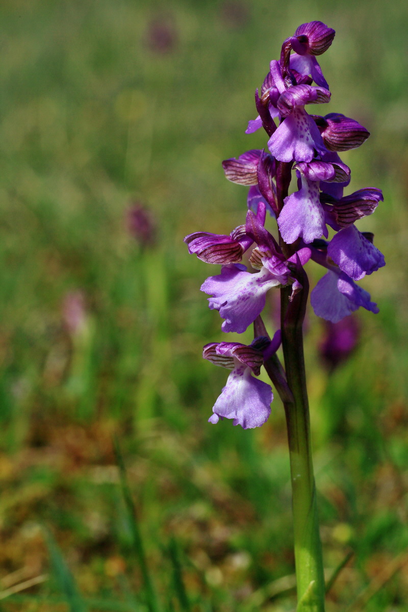 2015_05_01_00018257p_Bildgr��e �ndern