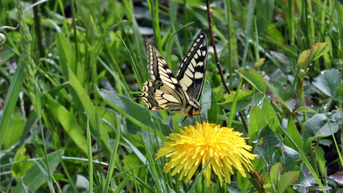 05-04-2015_104947(4)p_Bildgr��e �ndern