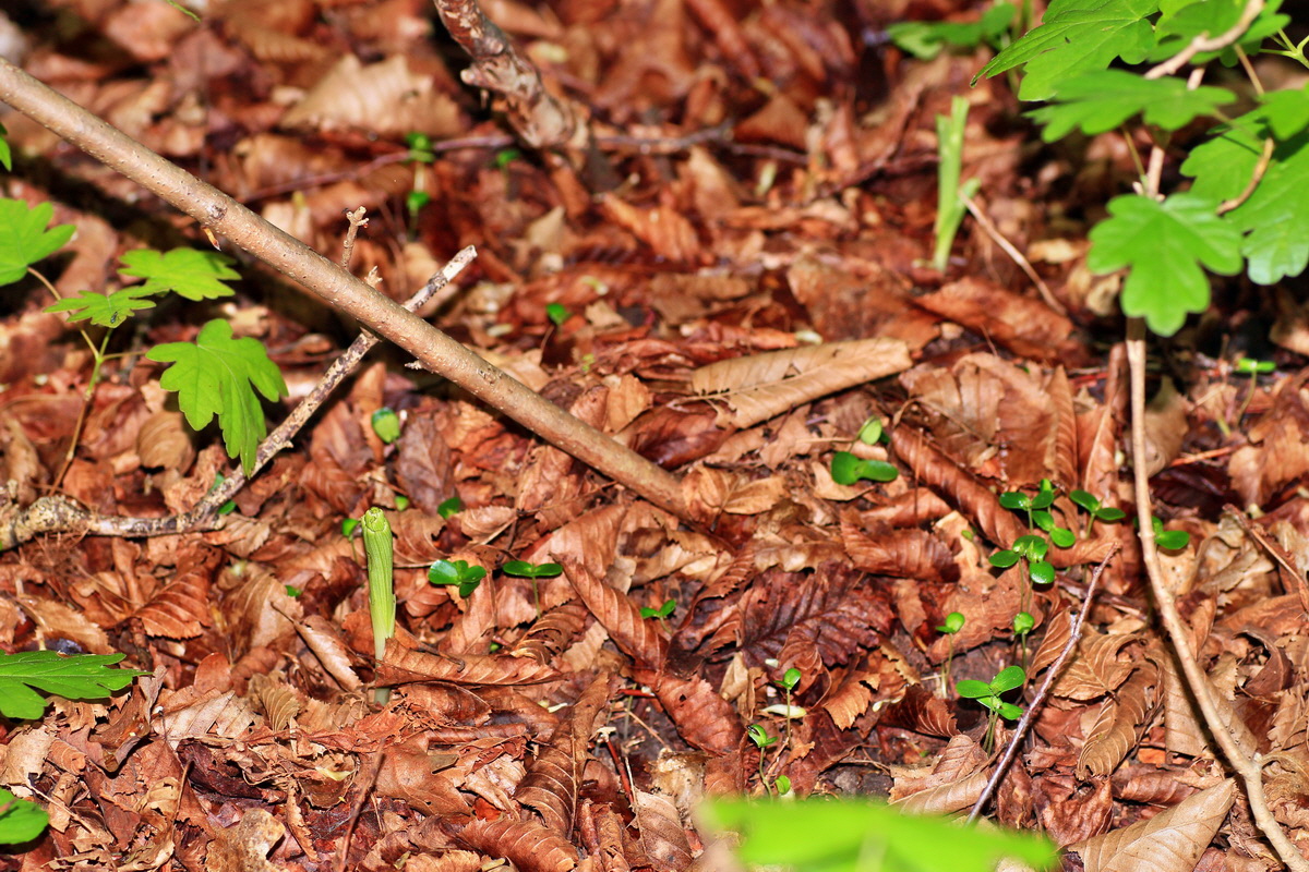 2015_05_04_00018423p_Bildgr��e �ndern