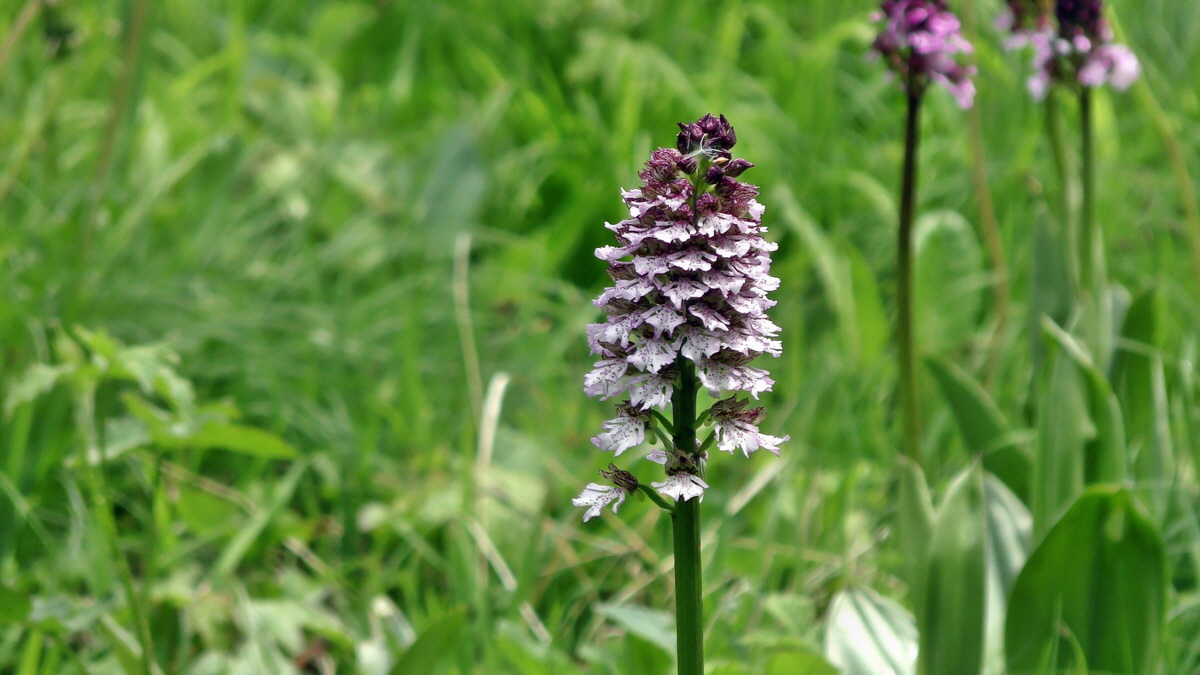 05-09-2015_141054(1)p_Bildgr��e �ndern