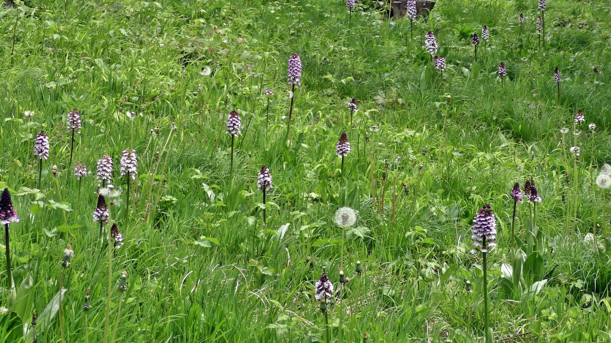 05-09-2015_141054(2)p_Bildgr��e �ndern